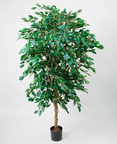 31-170 Ficus 170cm, 31-205 Ficus 205cm
